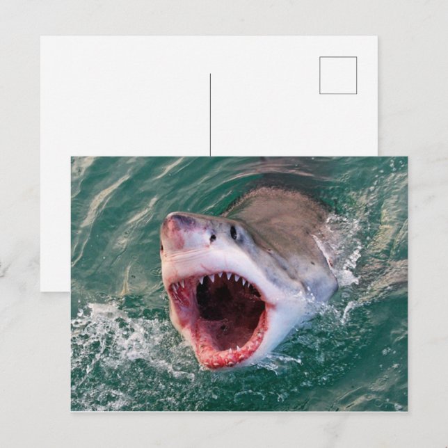 Shark Coming Out Off The Ocean Postcard (Front/Back)