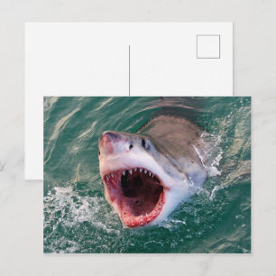 Shark Coming Out Off The Ocean Postcard