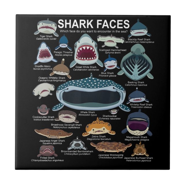 Shark Faces Which Face Do You Want To Encounter Tile (Front)