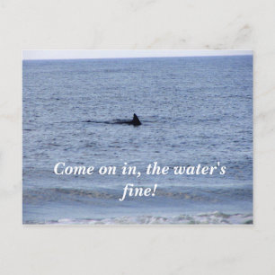 shark fin Postcard