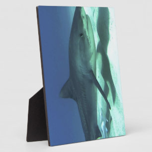 Shark Fish Ocean Tropical Ocean Destiny Gifts Plaque