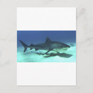 Shark Fish Ocean Tropical Ocean Destiny Gifts Postcard