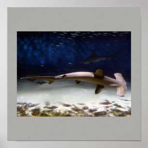 Shark Fish Swim Grey Grey Guy Gal Destiny'S Poster