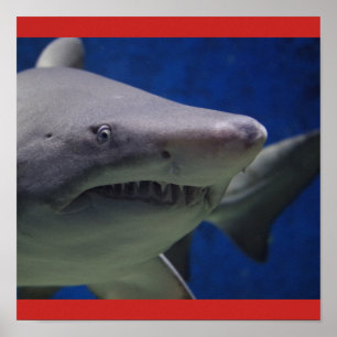 Shark Fish Swim Guy Gal Personalize Destiny'S Poster