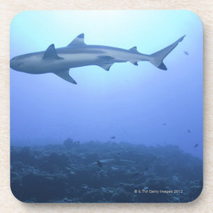 Shark in ocean, low angle view coaster