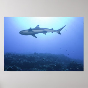 Shark in ocean, low angle view poster