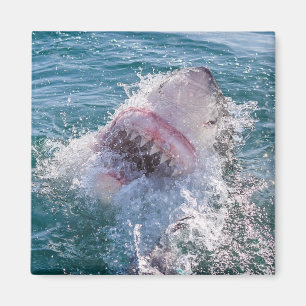 Shark in the water magnet