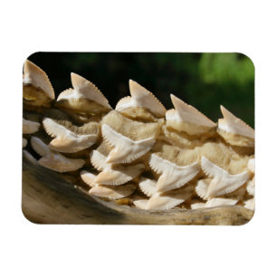 Shark Jawbone and Teeth Magnet
