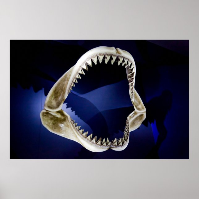 shark jaws and teeth poster FROM 14.95 (Front)
