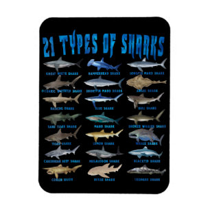 Shark Lovers 21 Types Of Sharks Ocean Animal Magnet