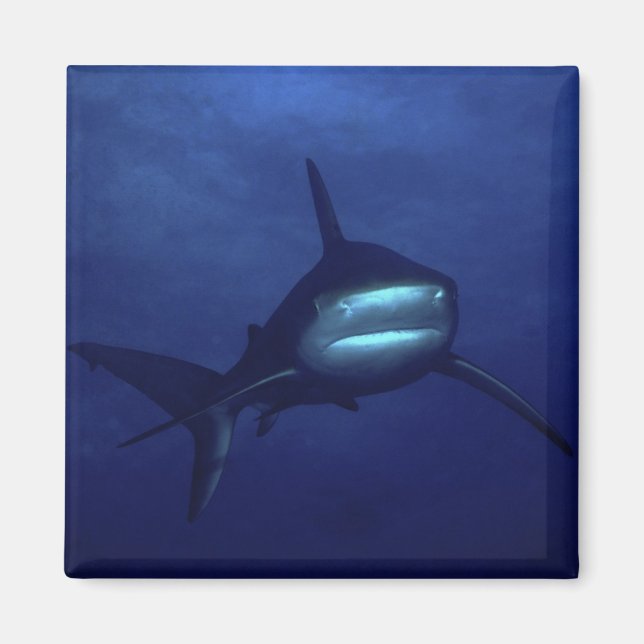 Shark Magnet (Front)
