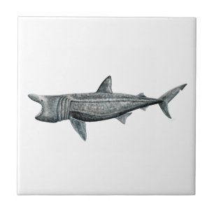 Shark pilgrim tile
