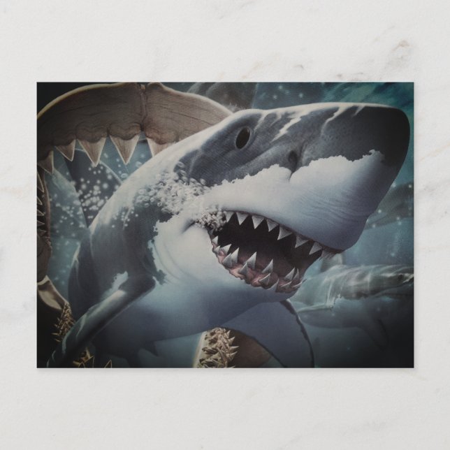 Shark Postcard (Front)