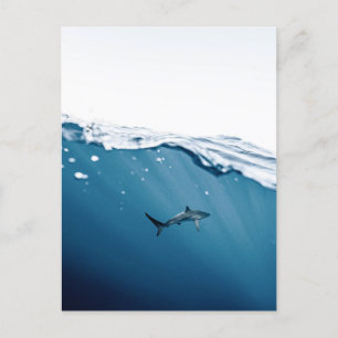 Shark Postcard