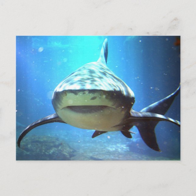 Shark Postcard (Front)
