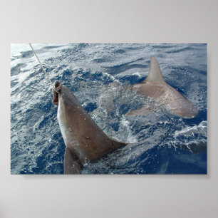 Shark Poster