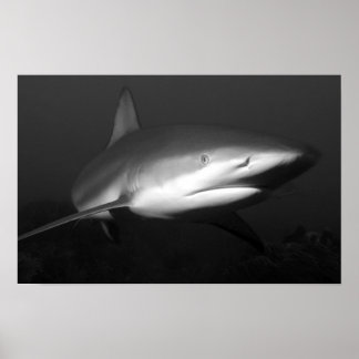 shark poster