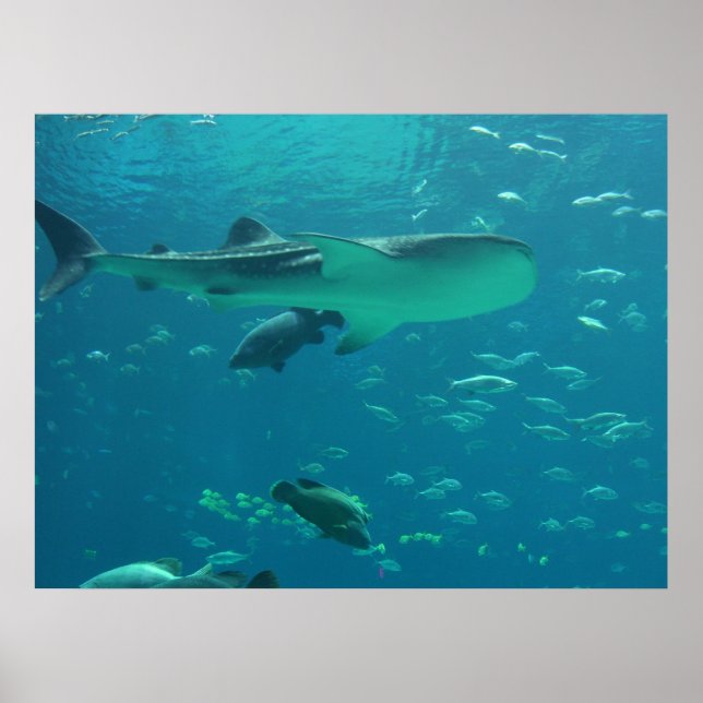 Shark Reef Poster (Front)