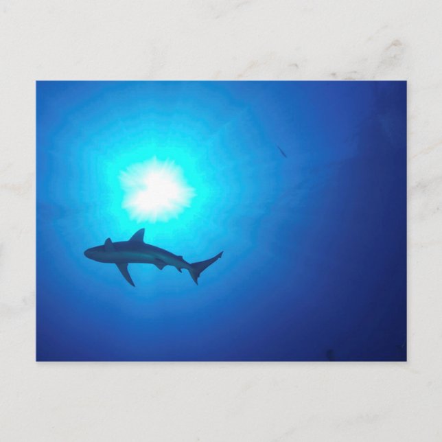 Shark Silhouette Postcard (Front)