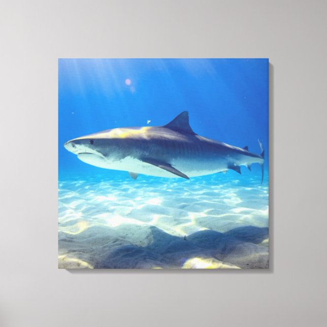 Shark Swimming Blue Ocean Water Canvas Print (Front)