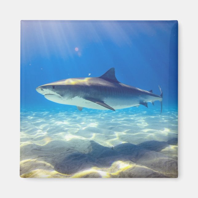 Shark Swimming Blue Ocean Water Magnet (Front)