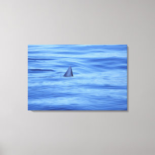 Shark swimming in ocean water canvas print