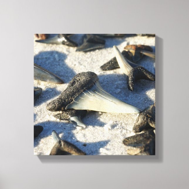 Shark Tooth Canvas (Front)