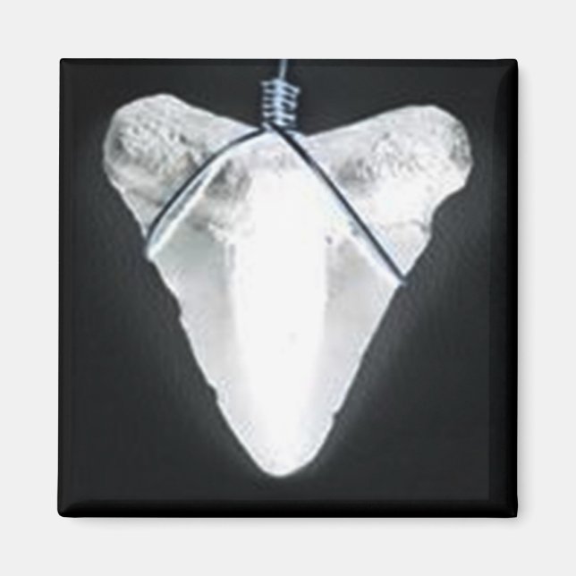 Shark tooth magnet (Front)