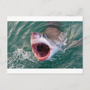 Sharks Coming Out Off The Ocean Postcard