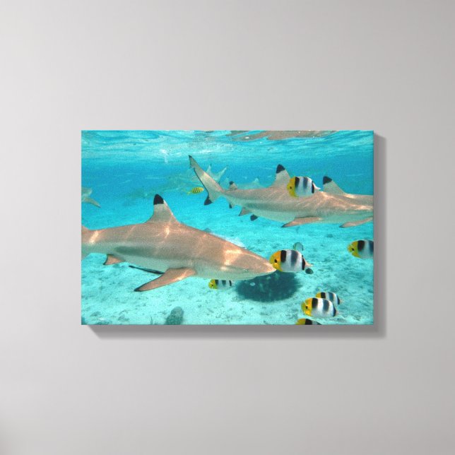 Sharks in the Bora Bora lagoon Canvas Print (Front)