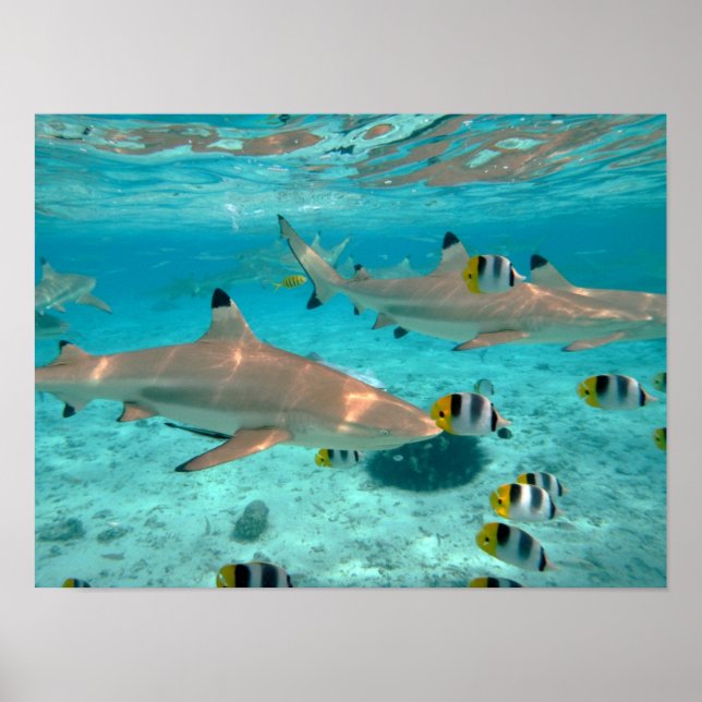 Sharks in the Bora Bora lagoon poster (Front)