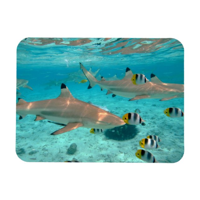 Sharks in the Bora Bora lagoon rectangular magnet (Horizontal)