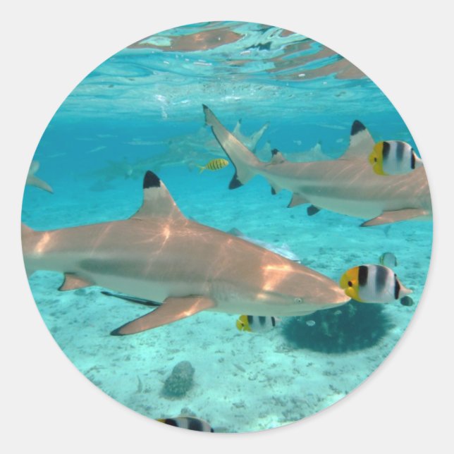 Sharks in the Bora Bora lagoon round sticker (Front)