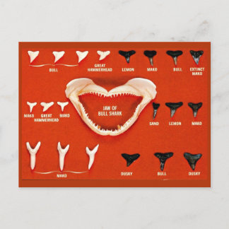Sharks of Florida Postcard