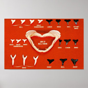 Sharks of Florida Poster
