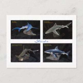 Sharks Postcard