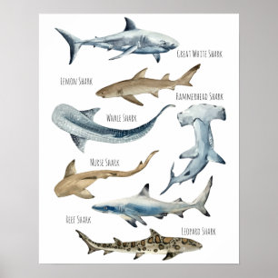 Sharks Poster