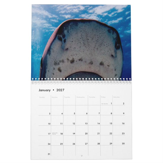 Sharks Wall Calendar (Jan 2027)