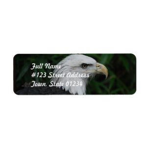 Sharp Beaked Eagle