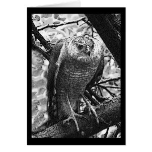 Sharp-Shinned Hawk