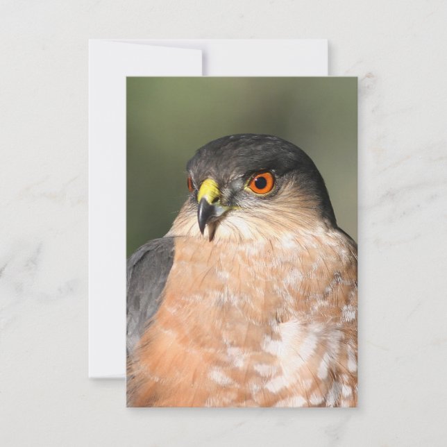 Sharp Shinned Hawk Blank Notecard (Front)