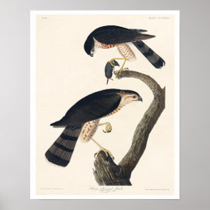 Sharp-shinned Hawk by Audubon Poster
