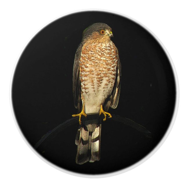 Sharp-Shinned Hawk Ceramic Knob (Front)