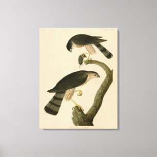 Sharp-shinned Hawk from Audubon's Birds of America Canvas Print
