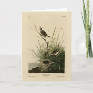 Sharp-tailed Finch from Audubon's Birds of America Card