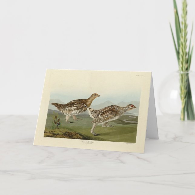 Sharp-tailed Grouse - Audubon's Birds of America Card (Front)