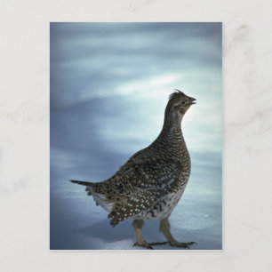 Sharp-tailed grouse postcard