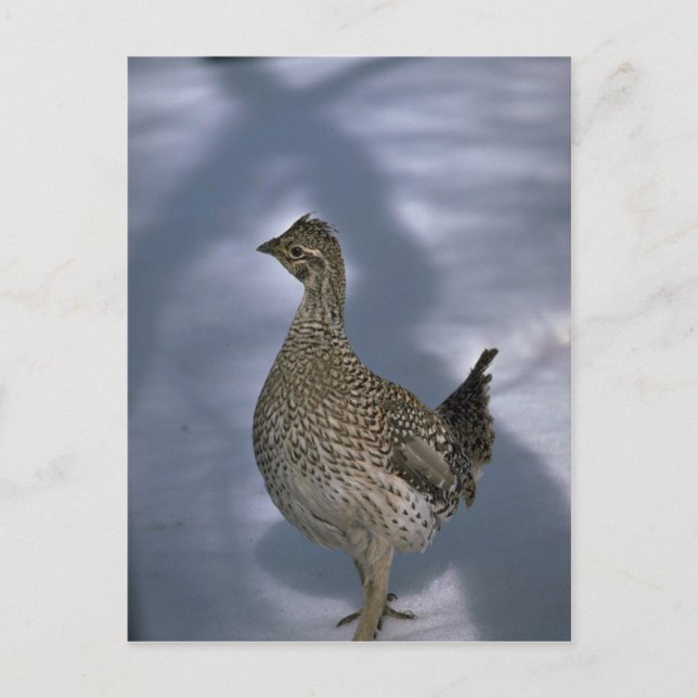 Sharp-tailed grouse postcard (Front)