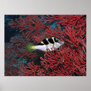 Sharpnose Puffer in the Coral Poster