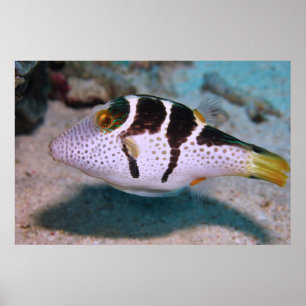 Sharpnose Puffer Poster